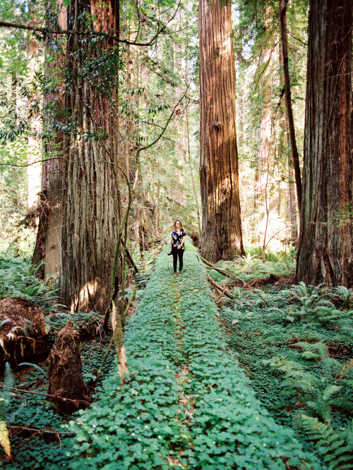 taylormccutchan:  Tricia walking on a super massive tree in the Avenue of the Giants. This place is absolutely incredible and I definitely recommend it to anybody that wants to see something that will make them feel like a little kid again.  