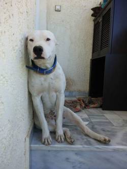 handsomedogs:  Kira, dogo argentino