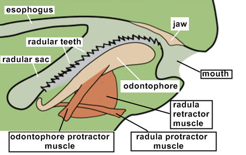 speciesofleastconcern:  bogleech:  pickle-kun:  shitpost-senpai:  wuteriht:  #🐌