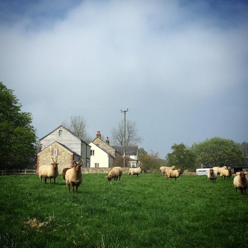 Sheep with crazy horns, refusing to come any closer. Manx, possibly? #sheep