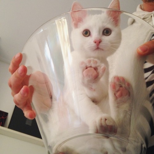 catsbeaversandducks: Glass Bowl Is The New Box Photos by Zappa The Cat - Via Love Meow