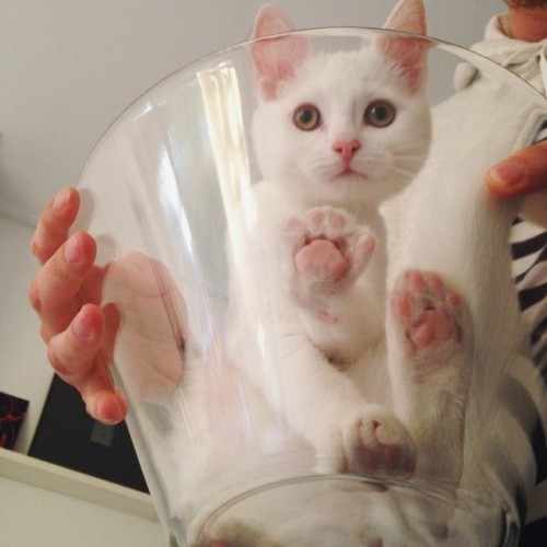 atraversso:    This Cat Has Unconditional Love for Her Glass Bowl.
