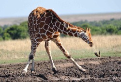 dethchilada:  natecanning:  Giraffe sneezes