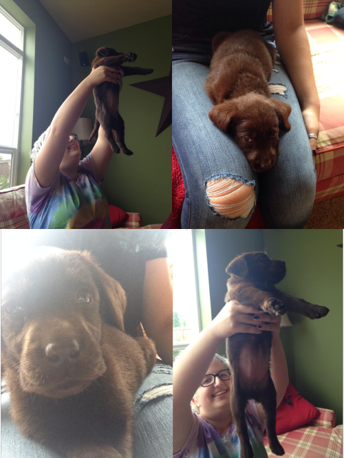 lesbiangrandmas:  Welcome to the family, Hazel Anya!She’s 7 weeks old and cute as a button. Hyperactive beyond all control one minute and sleeping like a log the next. The last picture is her and her big sister Daisy Duke.Hazel is roughly the size
