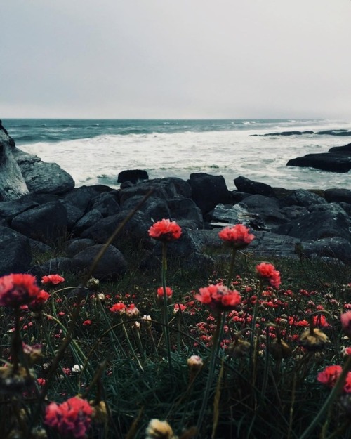 floralls:Yachats, Oregon by Cole Keister