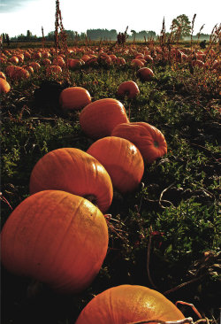 autumn-h0llows:  Pumpkins by live-laugh-love-draw