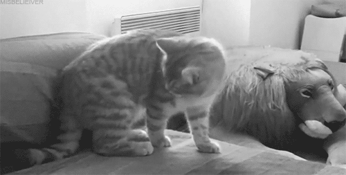 rebelrevealed:  sometimes a nap sneaks up on you  This cat so random