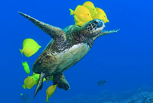 princessailorscout:  nubbsgalore:  photos by mike roberts, masa ushioda, peter liu and doug perrine of green sea turtles being cleaned by yellow tangs, goldring surgeonfish and saddle wrasse. by feeding on the algea and parasites which grow on the turtle