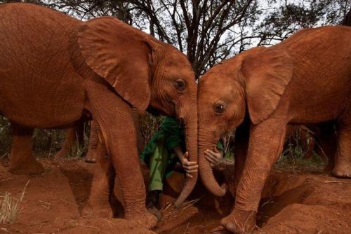 nubbsgalore:since becoming the the first person to hand rear newborn elephants, daphne sheldrick, featured in the first picture, has spent over half a century helping to care for more than 140 of kenya’s orphaned baby elephants.sheldrick operates her