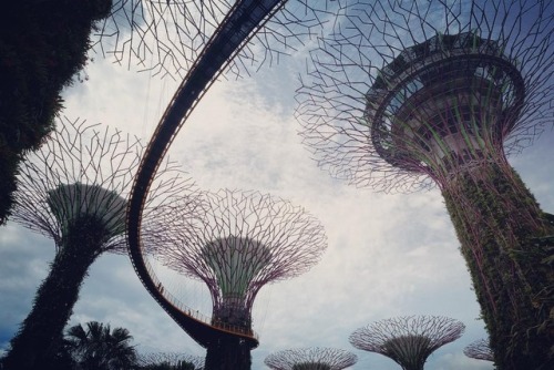 You can walk across the walkway for an awesome view of Singapore #gardensbythebay #garden #singapore