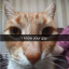 vkatie