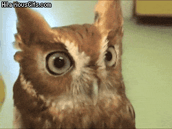 catsbeaversandducks:  When I hear a noise while watching a horror movie. Via 9GAG