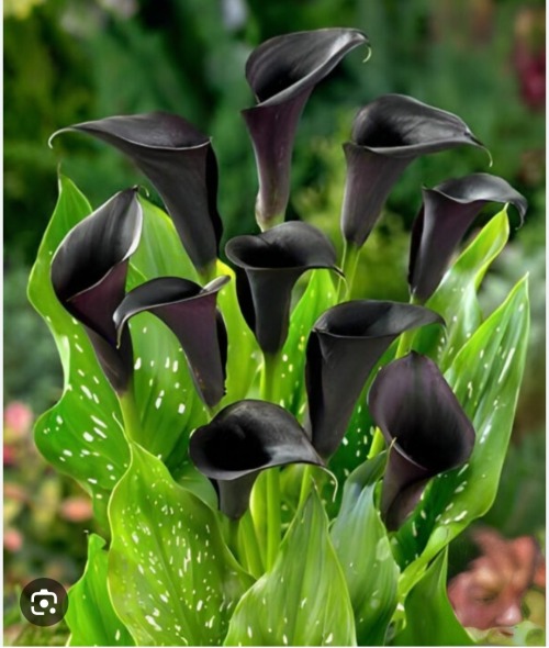 Jellical Cats' Favorite Flowers