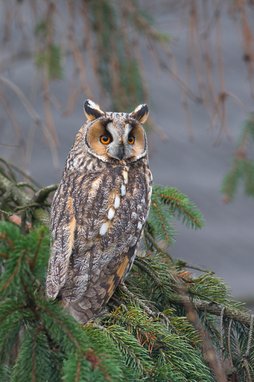 beautifulklicks:  Long-eared owlJacek Żbikowski