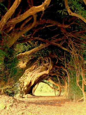 wlnterwonderland:  Dryads In Greek mythology, a dryad is a tree nymph, or a tree