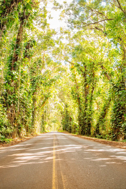 radivs:  'Maliuhi Tree Tunnel' by IanLudwig