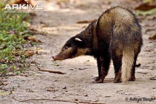 dimetrodone:I just found out about hog badgers 