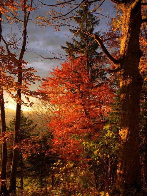 falling-autumn-leaf:  http://falling-autumn-leaf.tumblr.com/ 