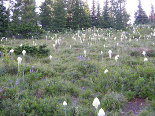 Crystal Peak upper trail with Beargrass etc. by bikejr