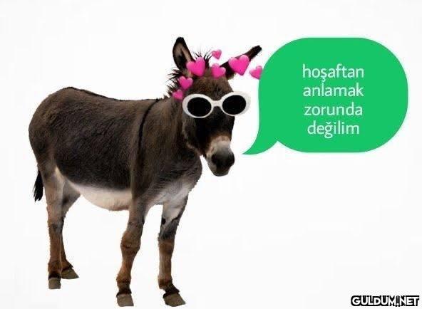 hoşaftan anlamak zorunda...