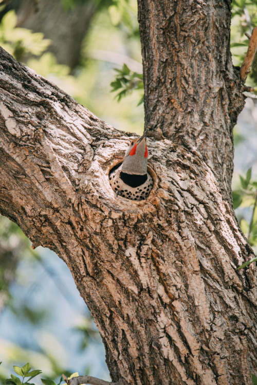 northern flicker, hanging out | instagram 