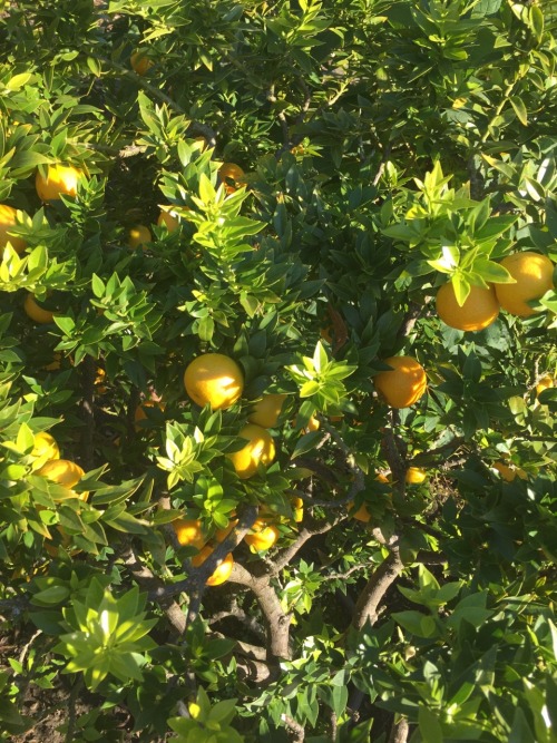 i went to the botanical garden today and saw beautiful flowers and a lemon tree