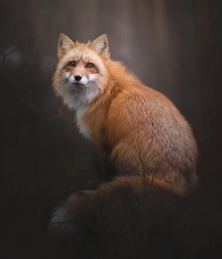 beautiful-wildlife: Photo Series | ~ The Red Fox Portrait ~   Images by ©  • Alicja Zmysłowska  