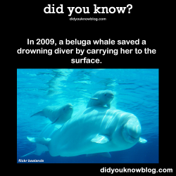 did-you-kno:  In 2009, a beluga whale saved a drowning diver by carrying her to the surface. Source