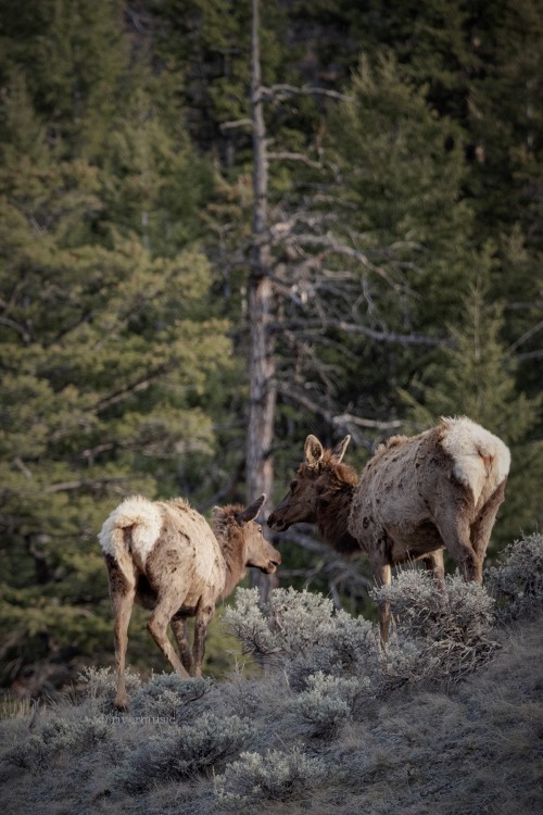 Elk along the ridge line, Absaroka Range, Wyoming&copy; riverwindphotography, April 2022