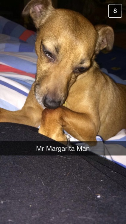 My sister and I believe in nick naming pets and people 600000 times. This is Jonte, or Mr Margarita 