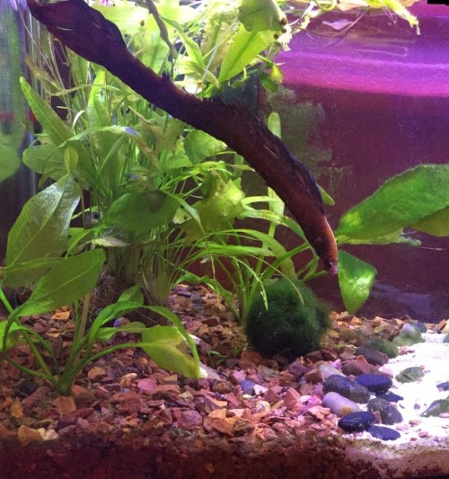 pekoodat: milesbeardworth: flashiefins: When you use panoramic shot and your betta becomes a noodle 