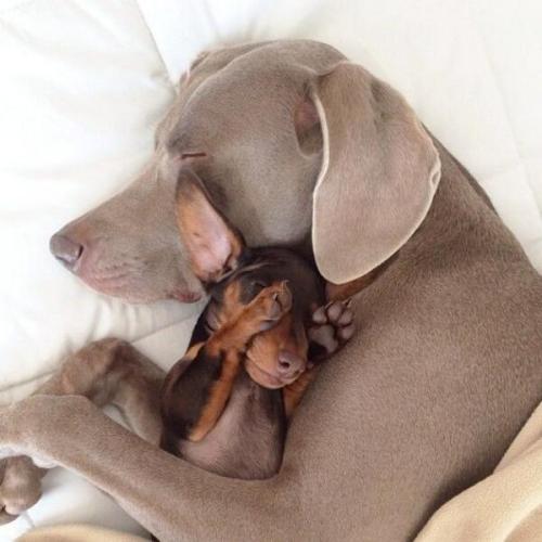 thebabyanimals