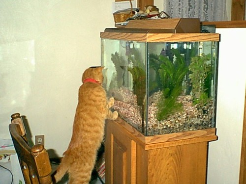 nostalgicfun:Cat and Aquarium, 1999