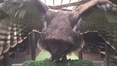 sizvideos:Milky eagle owl in slow motion@jediknightowl