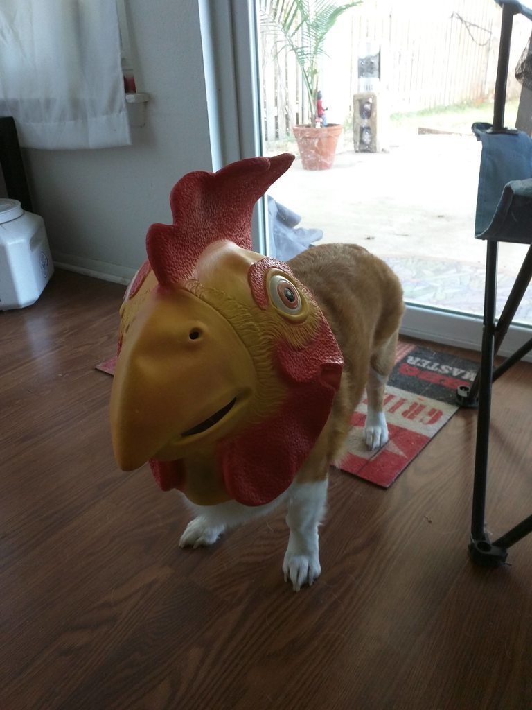 This my very real chicken Edmond. http://ift.tt/2dnyqt0