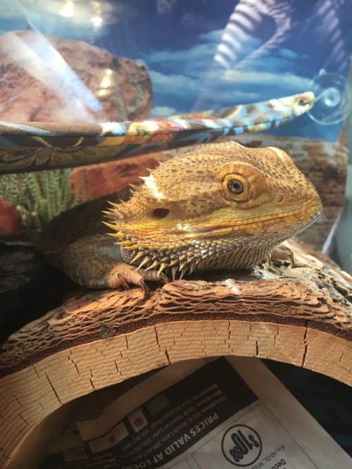 Lovely Goblin Emerges From Her Den