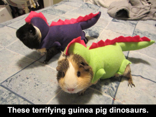 Porn photo trendingly:  The Most Important Guinea Pigs -