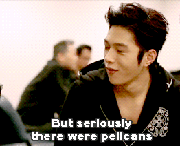 iranichan:  Myungsoo and Pelicans