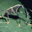 termitetrader