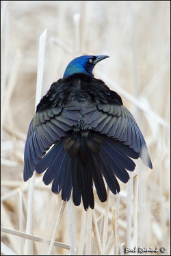 gkar56:  The “Common” Grackle - back view by Earl Reinink on Flickr. 