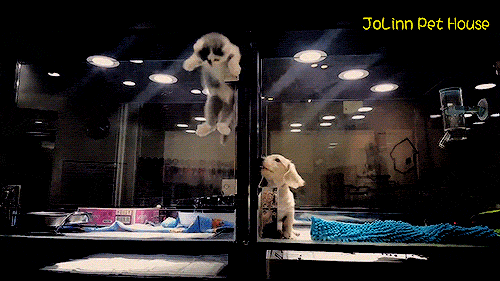 bob-belcher:  Video: Kitten Makes Great Escape to Visit Puppy 