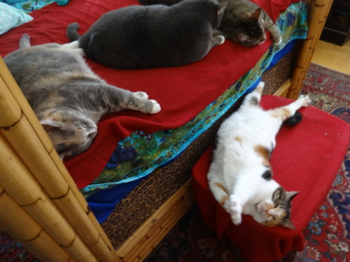 dixieandherbabies: Dixie and her babies. With the babies, getting stretched out to start this Friday