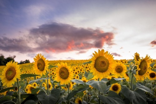 Porn photo justinherrold:Fields of sunflowers 🌻 ☀️