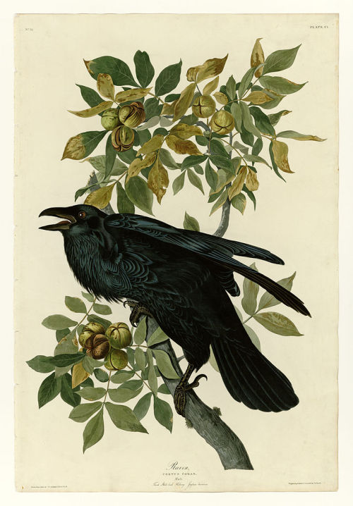 artist-john-james-audubon:Plate 101 Raven, John James Audubon