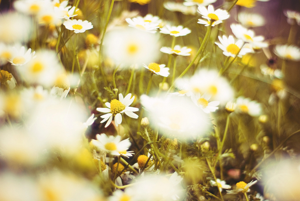 voldy92:  Flowers by Justyna Frąckowiak 