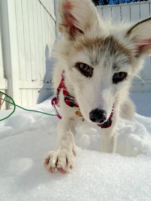 Baby Ghostie, playing in the snow! 