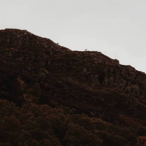 Two deer, together, looking towards the mountains while sailing on Loch Ness.So much love for this