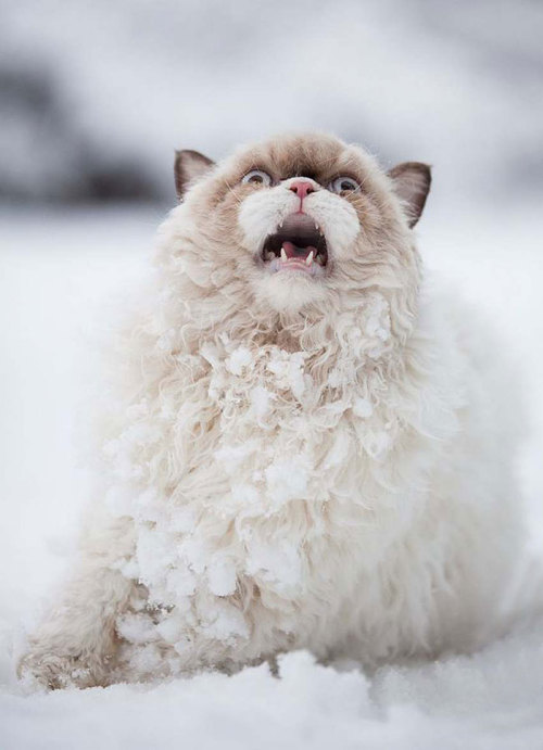 markdoesstuff:wildflower-faerie:scarftumbls: this was adorable but then the cat  The cat is an accurate description of me in winter.   what a beautiful photoset