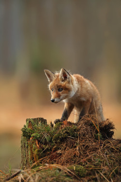 beautiful-wildlife:  Vulpes vulpes by jaroslavciganik77