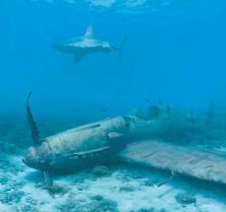 G-Manthoughts:  Destroyed-And-Abandoned:  A Sandbar Sharks Watches Over The Wreckage